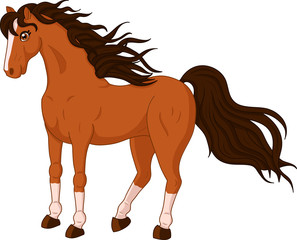 Beautiful wild horse