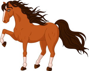 Beautiful wild horse