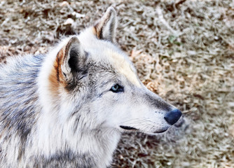 Obraz premium muzzle of a wolf in the zoo