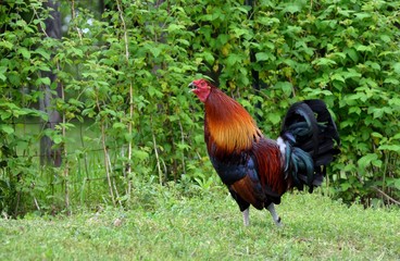 Rooster in natural outdoor setting