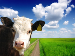 Head of the calf against the sky