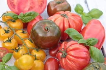 verschiedene tomaten sorten
