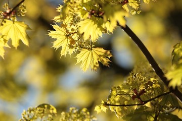 Spring maple leaves at dawn