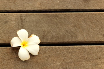 Fototapeta na wymiar White flower on wood floor