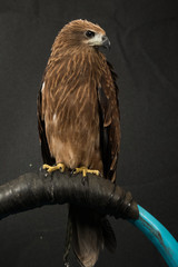 Closeup hawk 