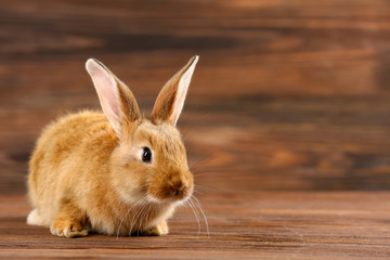 Little rabbit on wooden background