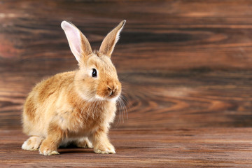 Little rabbit on wooden background
