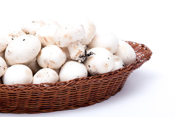 funghi champignon crudi appena raccolti