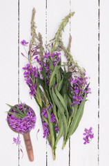 Flowering plant of willow-herb
