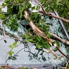 Rama sobre luna de coche