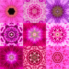 Obraz premium Collection of Nine Purple Concentric Flower Mandala Kaleidoscope