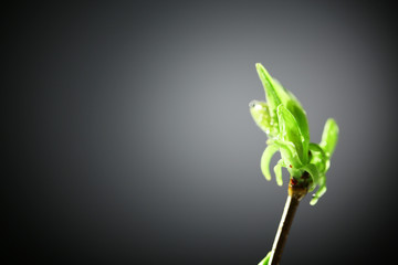 Obraz premium Young foliage on twig, on grey background