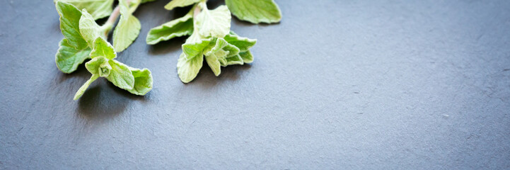 Fresh oregano on a dark stone background