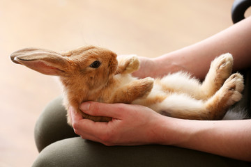 Woman holding little cute rabbit close up