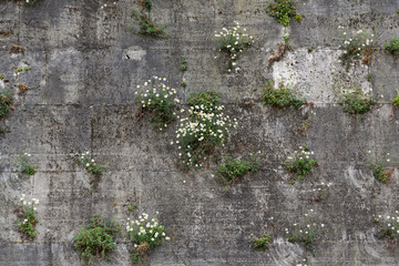 Rock - Brick Texture Background