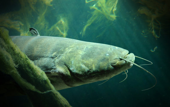 Underwater photo of The Catfish (Silurus Glanis).