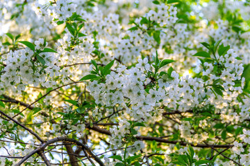 Beautiful nature scene with blooming tree