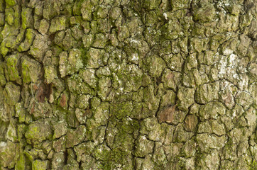 tree bark