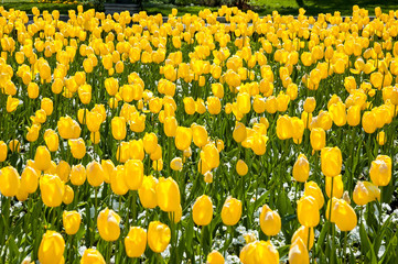 Yellow tulip