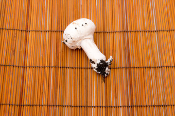 fungo bianco su sfondo marrone