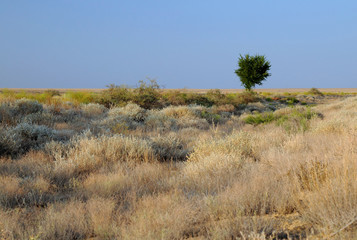 Lone Tree in Savanna