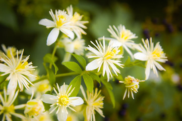Close up of Old Man's Beard or Clematis Vitalba flowers under the warm italian sun