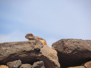 Atlashörnchen Atlantoxerus getulus mit Textfreiraum