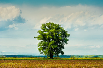 romanian landscape tree in field