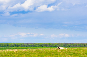 Organic farm cow sitting in field