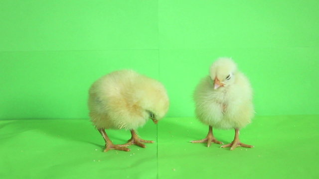 baby chickens green screen