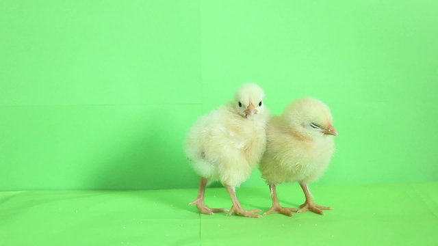baby chickens green screen