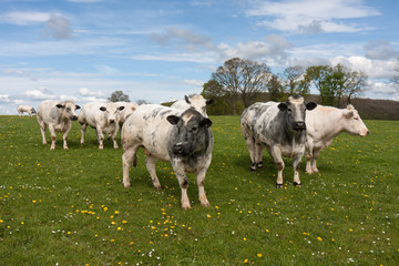 Obraz premium Flock of cows in meadow with dandelions