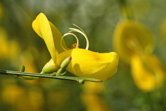 Fleur de gen&ecirc;t