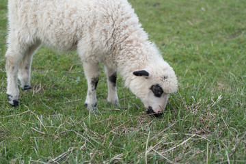 lamb on grass