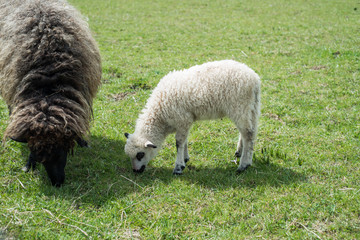 Naklejka na ściany i meble sheeps on field