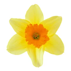Cercles muraux Narcisse Narcissus flower isolated on a white background