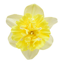 Narcissus flower isolated on a white background