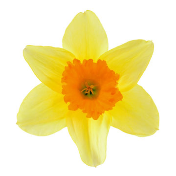 Narcissus flower isolated on a white background
