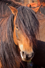 Portrait of beautiful painted horse on the  pasture.