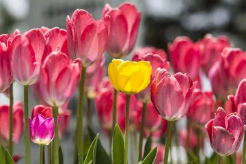 Photo sur Plexiglas Tulipe sarı lale