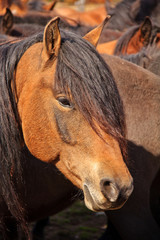 Portrait of beautiful painted horse on the  pasture.