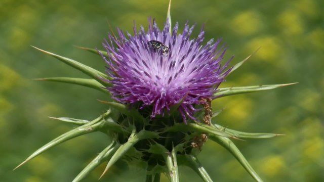 Holy thistle, Silybum marianum flower and beetle