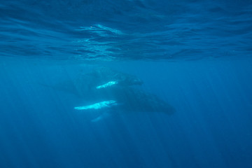 Naklejka premium Whales at Surface of Atlantic Ocean