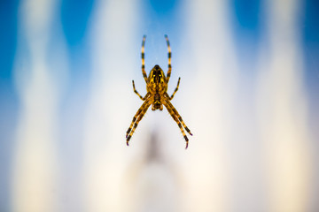 Kreuzspinne