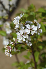 Sour cherry tree.
