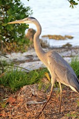 Grey Heron, Sarasota