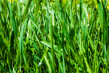 Gras 4