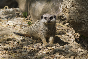 meerkat in the forest