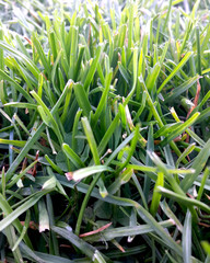 Green grass under soft morning sun ray   