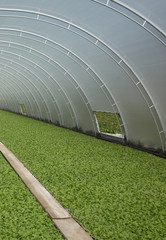 Plastic tunnel greenhouse polytunnel with young plants inside